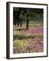 Sand Verbena and Brown-Eyed Primrose, Texas, USA-Adam Jones-Framed Photographic Print