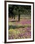 Sand Verbena and Brown-Eyed Primrose, Texas, USA-Adam Jones-Framed Photographic Print