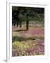 Sand Verbena and Brown-Eyed Primrose, Texas, USA-Adam Jones-Framed Photographic Print