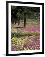 Sand Verbena and Brown-Eyed Primrose, Texas, USA-Adam Jones-Framed Photographic Print