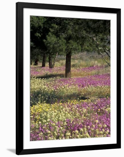 Sand Verbena and Brown-Eyed Primrose, Texas, USA-Adam Jones-Framed Photographic Print