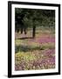 Sand Verbena and Brown-Eyed Primrose, Texas, USA-Adam Jones-Framed Photographic Print