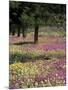 Sand Verbena and Brown-Eyed Primrose, Texas, USA-Adam Jones-Mounted Photographic Print