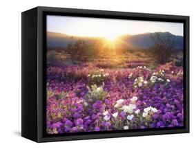 Sand Verbena and Dune Primrose Wildflowers at Sunset, Anza-Borrego Desert State Park, California-Christopher Talbot Frank-Framed Stretched Canvas