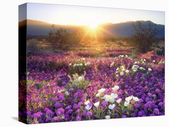 Sand Verbena and Dune Primrose Wildflowers at Sunset, Anza-Borrego Desert State Park, California-Christopher Talbot Frank-Stretched Canvas