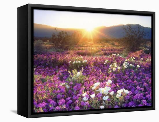 Sand Verbena and Dune Primrose Wildflowers at Sunset, Anza-Borrego Desert State Park, California-Christopher Talbot Frank-Framed Stretched Canvas