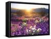 Sand Verbena and Dune Primrose Wildflowers at Sunset, Anza-Borrego Desert State Park, California-Christopher Talbot Frank-Framed Stretched Canvas