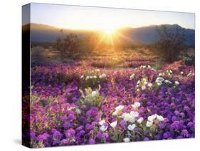 Sand Verbena and Dune Primrose Wildflowers at Sunset, Anza-Borrego Desert State Park, California-Christopher Talbot Frank-Stretched Canvas