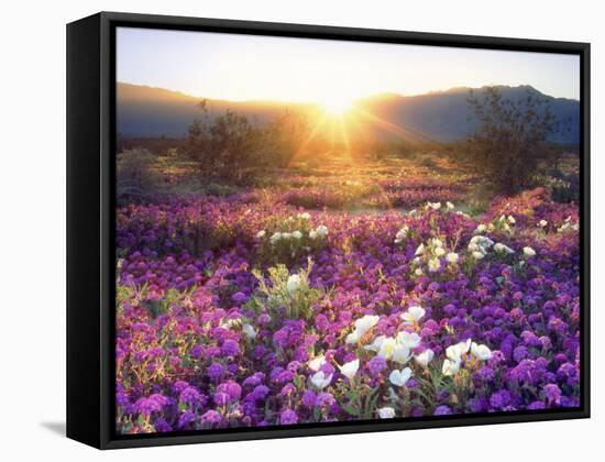 Sand Verbena and Dune Primrose Wildflowers at Sunset, Anza-Borrego Desert State Park, California-Christopher Talbot Frank-Framed Stretched Canvas