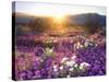 Sand Verbena and Dune Primrose Wildflowers at Sunset, Anza-Borrego Desert State Park, California-Christopher Talbot Frank-Stretched Canvas