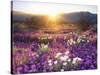 Sand Verbena and Dune Primrose Wildflowers at Sunset, Anza-Borrego Desert State Park, California-Christopher Talbot Frank-Stretched Canvas