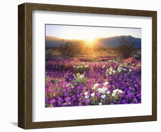 Sand Verbena and Dune Primrose Wildflowers at Sunset, Anza-Borrego Desert State Park, California-Christopher Talbot Frank-Framed Premium Photographic Print