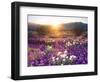 Sand Verbena and Dune Primrose Wildflowers at Sunset, Anza-Borrego Desert State Park, California-Christopher Talbot Frank-Framed Premium Photographic Print