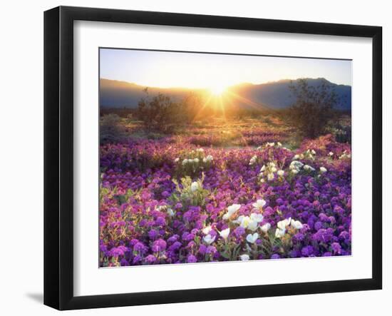 Sand Verbena and Dune Primrose Wildflowers at Sunset, Anza-Borrego Desert State Park, California-Christopher Talbot Frank-Framed Premium Photographic Print