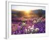 Sand Verbena and Dune Primrose Wildflowers at Sunset, Anza-Borrego Desert State Park, California-Christopher Talbot Frank-Framed Premium Photographic Print