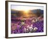 Sand Verbena and Dune Primrose Wildflowers at Sunset, Anza-Borrego Desert State Park, California-Christopher Talbot Frank-Framed Premium Photographic Print