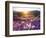 Sand Verbena and Dune Primrose Wildflowers at Sunset, Anza-Borrego Desert State Park, California-Christopher Talbot Frank-Framed Photographic Print