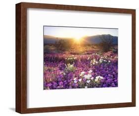 Sand Verbena and Dune Primrose Wildflowers at Sunset, Anza-Borrego Desert State Park, California-Christopher Talbot Frank-Framed Photographic Print