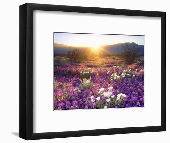 Sand Verbena and Dune Primrose Wildflowers at Sunset, Anza-Borrego Desert State Park, California-Christopher Talbot Frank-Framed Photographic Print