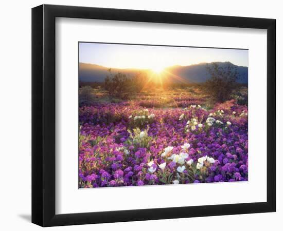 Sand Verbena and Dune Primrose Wildflowers at Sunset, Anza-Borrego Desert State Park, California-Christopher Talbot Frank-Framed Photographic Print