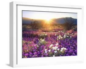 Sand Verbena and Dune Primrose Wildflowers at Sunset, Anza-Borrego Desert State Park, California-Christopher Talbot Frank-Framed Photographic Print