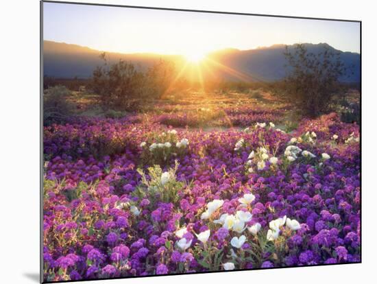 Sand Verbena and Dune Primrose Wildflowers at Sunset, Anza-Borrego Desert State Park, California-Christopher Talbot Frank-Mounted Photographic Print