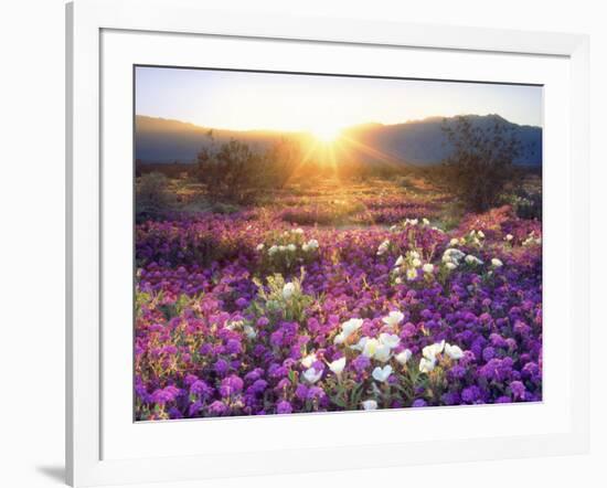 Sand Verbena and Dune Primrose Wildflowers at Sunset, Anza-Borrego Desert State Park, California-Christopher Talbot Frank-Framed Photographic Print