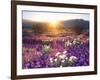 Sand Verbena and Dune Primrose Wildflowers at Sunset, Anza-Borrego Desert State Park, California-Christopher Talbot Frank-Framed Photographic Print