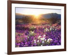 Sand Verbena and Dune Primrose Wildflowers at Sunset, Anza-Borrego Desert State Park, California-Christopher Talbot Frank-Framed Photographic Print