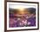 Sand Verbena and Dune Primrose Wildflowers at Sunset, Anza-Borrego Desert State Park, California-Christopher Talbot Frank-Framed Photographic Print