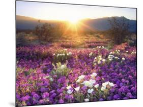 Sand Verbena and Dune Primrose Wildflowers at Sunset, Anza-Borrego Desert State Park, California-Christopher Talbot Frank-Mounted Photographic Print