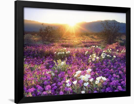 Sand Verbena and Dune Primrose Wildflowers at Sunset, Anza-Borrego Desert State Park, California-Christopher Talbot Frank-Framed Photographic Print