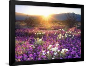 Sand Verbena and Dune Primrose Wildflowers at Sunset, Anza-Borrego Desert State Park, California-Christopher Talbot Frank-Framed Photographic Print