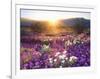 Sand Verbena and Dune Primrose Wildflowers at Sunset, Anza-Borrego Desert State Park, California-Christopher Talbot Frank-Framed Photographic Print