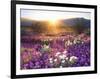 Sand Verbena and Dune Primrose Wildflowers at Sunset, Anza-Borrego Desert State Park, California-Christopher Talbot Frank-Framed Photographic Print