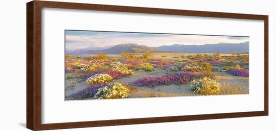 Sand verbena and Primrose growing in sand dunes of Anza-Borrego Desert State Park, California, USA-Panoramic Images-Framed Photographic Print