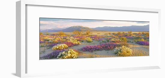 Sand verbena and Primrose growing in sand dunes of Anza-Borrego Desert State Park, California, USA-Panoramic Images-Framed Photographic Print