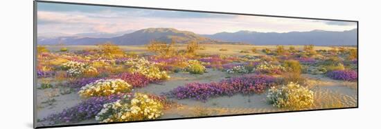Sand verbena and Primrose growing in sand dunes of Anza-Borrego Desert State Park, California, USA-Panoramic Images-Mounted Photographic Print