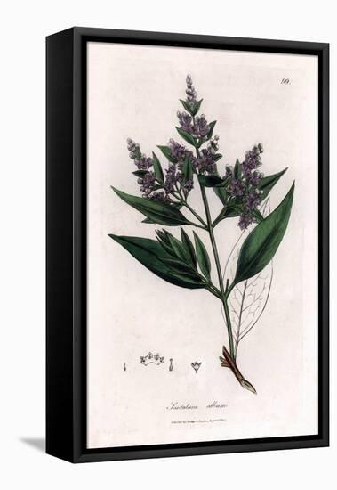 Sandalwood - Indian Sandalwood, Santalum Album. Vulnerable. Handcoloured Copperplate Engraving From-James Sowerby-Framed Stretched Canvas