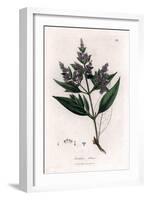 Sandalwood - Indian Sandalwood, Santalum Album. Vulnerable. Handcoloured Copperplate Engraving From-James Sowerby-Framed Giclee Print