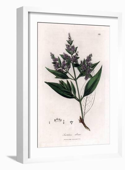 Sandalwood - Indian Sandalwood, Santalum Album. Vulnerable. Handcoloured Copperplate Engraving From-James Sowerby-Framed Giclee Print