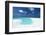 Sandbank and tropical lagoon, Maldives, Indian Ocean, Asia-Sakis Papadopoulos-Framed Photographic Print