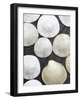 Sanddollars Set on a Stump Along Trail in Oregon.-Justin Bailie-Framed Photographic Print