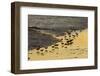 Sanderling (Calidris alba) flock, foraging at tideline, silhouetted at sunset, New York-Mike Lane-Framed Photographic Print