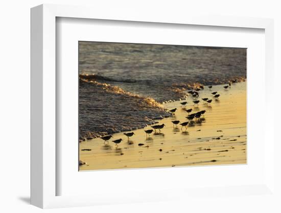 Sanderling (Calidris alba) flock, foraging at tideline, silhouetted at sunset, New York-Mike Lane-Framed Photographic Print