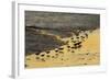 Sanderling (Calidris alba) flock, foraging at tideline, silhouetted at sunset, New York-Mike Lane-Framed Photographic Print