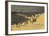 Sanderling (Calidris alba) flock, foraging at tideline, silhouetted at sunset, New York-Mike Lane-Framed Photographic Print