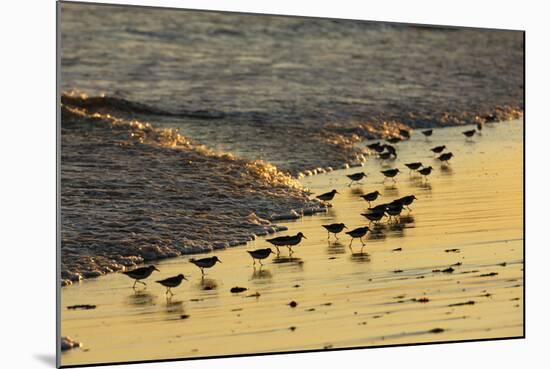 Sanderling (Calidris alba) flock, foraging at tideline, silhouetted at sunset, New York-Mike Lane-Mounted Photographic Print