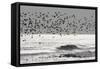 Sanderling (Calidris alba) flock, in flight, silhouetted over sea, New York-Mike Lane-Framed Stretched Canvas