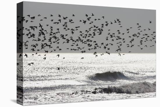 Sanderling (Calidris alba) flock, in flight, silhouetted over sea, New York-Mike Lane-Stretched Canvas